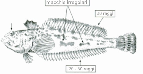 Trachinus araneus